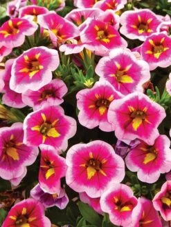 Calibrachoa, Can-Can® Bumblebee Pink -Hot Sale Flower Seed Store 0309c45aef9d7f9f8a847d14d9efd00066bdb2ee26ac85826d9be82c2ee1b95f 1