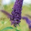 Butterfly Bush, Nanho Purple -Hot Sale Flower Seed Store 067180eb9447d15db7c904b33279d46492760cad108f601407568e87bbbce108
