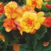 Begonia, On Top Sunglow -Hot Sale Flower Seed Store 0f02d0f6c5d79693ad05db0399954b5c1d0f51428de3ec9919fe5467e8a574fc
