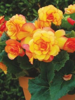 Begonia, On Top Sunglow