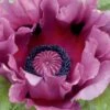 Poppy, Pattys Plum -Hot Sale Flower Seed Store 14e55114f17e6547edca0e60254aa8ef67676e9c154e2031a01fdcf9cdfa6ebc