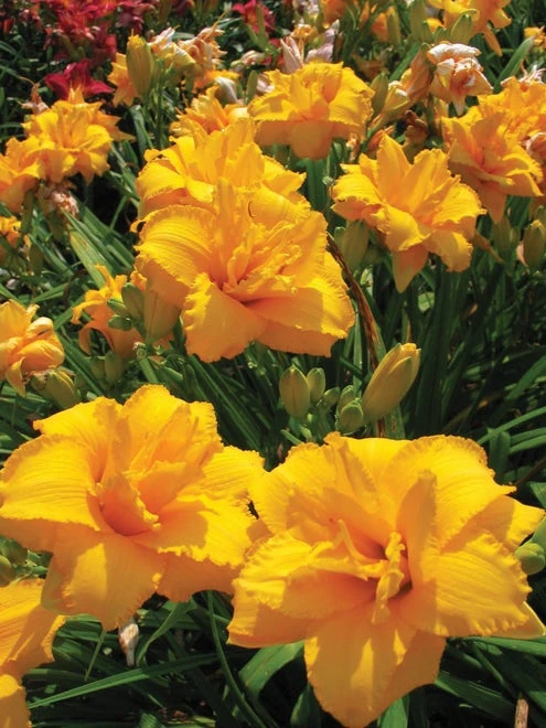 Daylily, Condilla 4 Daylily, Condilla - Image 2