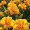 Daylily, Condilla