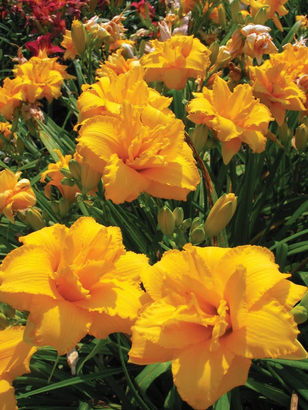 Daylily, Condilla 3 Daylily, Condilla