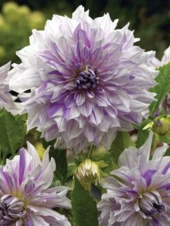 Dahlia, Moms Special -Hot Sale Flower Seed Store 155fdd3ab0c20559a266e8af5bcdbfef40d6ec83a47a23a6960eff20dbf1e21f 1