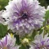 Dahlia, Moms Special -Hot Sale Flower Seed Store 155fdd3ab0c20559a266e8af5bcdbfef40d6ec83a47a23a6960eff20dbf1e21f