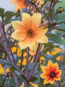 Dahlia, Mystic Spirit -Hot Sale Flower Seed Store 161954459c101ded5f8332f0bb62177c3b5faca3c8481c5b2af1823915149e8c 1