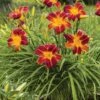 Daylily, EveryDaylily Red Ribs -Hot Sale Flower Seed Store 1989ee57e5cb3d38b7425d618fc0cf0a2894b96f2a4a083d75d6e45806172732