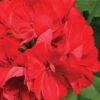 Geranium, Calliope Dark Red -Hot Sale Flower Seed Store 1f7327cad66c55cbaaa6b4f76d10c01b604fdbaa8fd95f31374ef7b484b95441