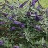 Buddleia, Pugster Blue® -Hot Sale Flower Seed Store 2009da28957b854431c7502cc75de588d173671963622b4a834fd8805a709ff5