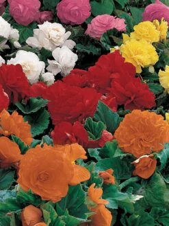 Begonia, Non-Stop Mix