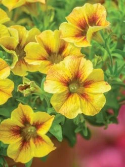 Petunia, SuperCal® Premium Caramel Yellow -Hot Sale Flower Seed Store 2455fb7be7404d8da14bbfd545135d64536bd802fd39d34ccbca631fb4f06e74 1
