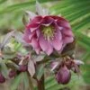 Hellebore, Kingston Cardinal -Hot Sale Flower Seed Store 26e10566f76409781a3a55ebc04845498feaf2ffcceff810aff2b767599e418c
