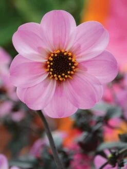 Dahlia, Mystic Dreamer -Hot Sale Flower Seed Store 29cdfe1f672b342db01b9232b8ce6bdeecd4dcbf13e3cd890ba2b0ab6b507a88 1
