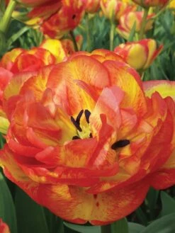 Tulip, Sundowner -Hot Sale Flower Seed Store 2c170a586c2d0ede6b166dc66725326772cee22e5eb7b3468a5c652d0a70a745 1
