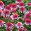 Echinacea Purpurea, Butterfly Kisses -Hot Sale Flower Seed Store 308068157f9a7610f6c93c219e035029a51836659a55570025beddbac82ac287