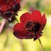 Cosmos, Choca Mocha 1 Cosmos, Choca Mocha -Hot Sale Flower Seed Store 30cd23ae8f28a4ba1fdf2ef8b58ece6540edb23d864a70bf1d985700b868553f