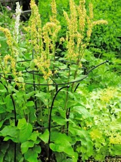 Essex Plant Supports -Hot Sale Flower Seed Store 37423 200 tif