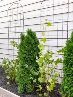 Jardin Flower Trellis -Hot Sale Flower Seed Store 38689 6002 tif