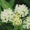 Asclepias Incarnata, Ice Ballet -Hot Sale Flower Seed Store 3a95b9a64ffa3daff5f7fe82840f1c7d85ae10ef0d6d2ff537afab4e09565bef