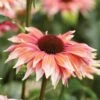 Echinacea, Playful Meadow Mama -Hot Sale Flower Seed Store 3ad1abb23ea06c0a9dee8782c9563bb78c480a1e44ded2417ce1d4868dc4eb19