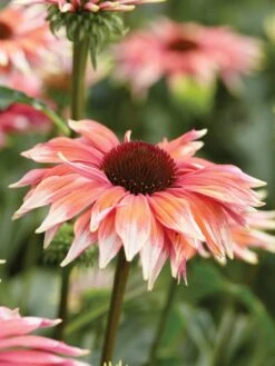 Echinacea, Playful Meadow Mama