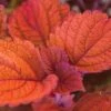 Coleus, Inferno