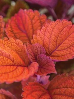 Coleus, Inferno