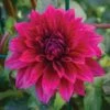 Dahlia, Babylon Purple -Hot Sale Flower Seed Store 3d4b46cef71ab21721eda65abb5db8eb430356e5c3736e4be583fb9d0a95fdd9