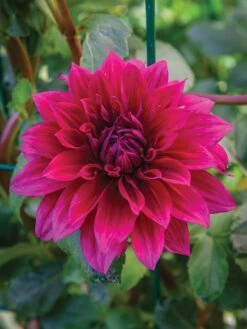 Dahlia, Babylon Purple