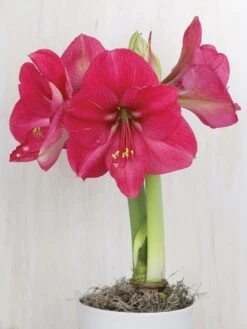 Amaryllis, Hercules
