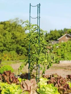 Stacking Tomato Ladders, Set Of 6 9 Stacking Tomato Ladders, Set Of 6 -Hot Sale Flower Seed Store 40309 100 tif