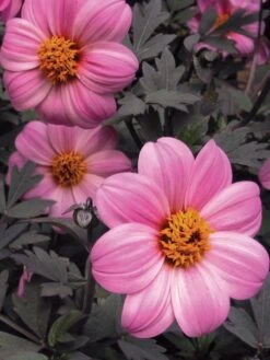 Dahlia, Mystic Dreamer -Hot Sale Flower Seed Store 4205302268ffb24440cfb0fc4b879aaa71f7c3981186a36e88408f5e292b8cc3 1