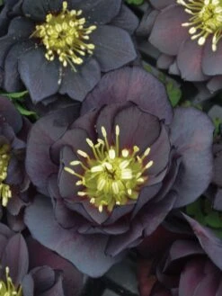 Hellebore, Wedding Party® Dark And Handsome