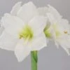 Amaryllis, Christmas Gift -Hot Sale Flower Seed Store 49b74fee02177369c848988091becfc793cc7880b4754c6640a73cb5e983e009