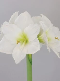 Amaryllis, Christmas Gift
