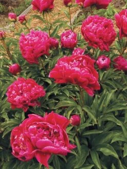 Peony, Karl Rosenfield -Hot Sale Flower Seed Store 4b6c70b259109683484418b7a588226df52238c11429a695664c59b56fd8a7f5 1