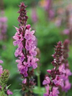 Salvia, Rose Marvel -Hot Sale Flower Seed Store 4b9f78265c0f7367e98e260899ebe0adbada6a2682612b3b27d53e182fa124df 1