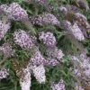 Buddleia, Lilac Cascade -Hot Sale Flower Seed Store 4ca5a271436b865168d62e2e89a748a862e4fd8822348f6c2e44f82fb2d0dc19