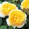 Rose, Charlotte -Hot Sale Flower Seed Store 4cfd72b8cf23c9fdb538de58287052371611f45e6b23ffab93967fb4ce4f474d
