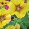 Petunia, SuperCal® Premium Caramel Yellow