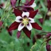 Columbine, Swan Burgundy And White -Hot Sale Flower Seed Store 4dcc3cf5896bf9ad34fb366b26ff49a906826960a315b248df99138bff181b3d
