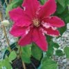 Clematis, Ernest Markham (red) -Hot Sale Flower Seed Store 5654621b16e51ccc088dc83c2faf6bad6557b934719f4b76ff88917942efcffd
