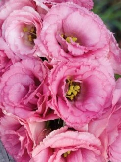 Lisianthus, Balboa Rose -Hot Sale Flower Seed Store 56ae6b80ccca772ce2f0ae60c055ae93a1b4f31859310cdfb0f1decac87a291f 1