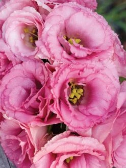 Lisianthus, Balboa Rose -Hot Sale Flower Seed Store 56ae6b80ccca772ce2f0ae60c055ae93a1b4f31859310cdfb0f1decac87a291f