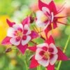 Columbine, Early Bird Red & White 1 Columbine, Early Bird Red & White -Hot Sale Flower Seed Store 56c1f56e1431894a21757856e584942cace50bf8d710fe68d17e5df525032f64
