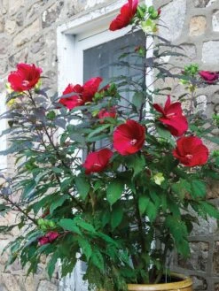 Hibiscus, Midnight Marvel -Hot Sale Flower Seed Store 58056a8faa69096071297e7320229192dcb62c09b891400255f50c65647771f3