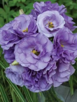 Lisianthus "The Blue Rose"® -Hot Sale Flower Seed Store 59a4b083b767c05db983e8aab0e13761f2d6f75c08c1646d38ac0a100b6db39c 1