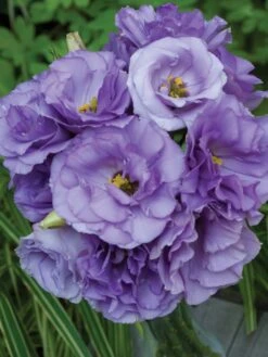 Lisianthus "The Blue Rose"® -Hot Sale Flower Seed Store 59a4b083b767c05db983e8aab0e13761f2d6f75c08c1646d38ac0a100b6db39c