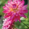Dahlia, Pinkie Swear -Hot Sale Flower Seed Store 5e793ccb810a667aafc2689696c0bb6b20a49d83ea8a58624c7274aa1f3a2c0d